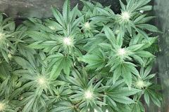 cannabis-flowering-1