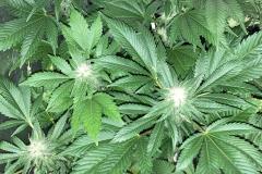 cannabis-flowering-3
