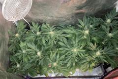 cannabis-flowering-4