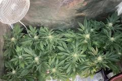 cannabis-flowering-5