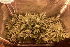 cannabis-indica-plants-in-tent-2
