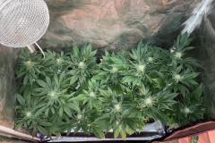 cannabis-indica-plants-in-tent-3
