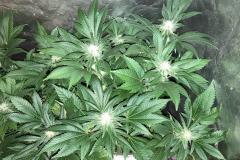 cannabis-indica-plants-in-tent-4