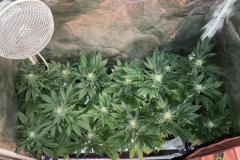 cannabis-indica-plants-in-tent-5