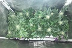 cannabis-indica-plants-in-tent