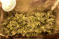 cannabis-plants-400w-hps