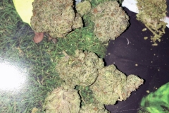 cannabis-gg4-31-percent-thc