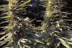 nirvana-maui-waui-outdoor-cannabis-plant-3