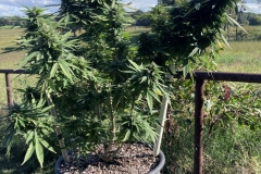 nirvana-maui-waui-outdoor-cannabis-plant-4