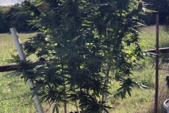 nirvana-maui-waui-outdoor-cannabis-plant-5