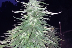 nirvana-maui-waui-outdoor-cannabis-plant-and-crescent-moon-2