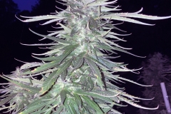 nirvana-maui-waui-outdoor-cannabis-plant-and-crescent-moon