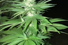 blueberry-cookies-flowering-outdoors-at-night