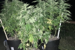 outdoor-cannabis-plants-at-night