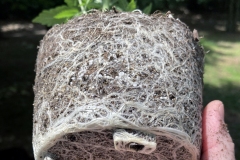 Great White Premium Mycorrhizae cannabis transplanting results