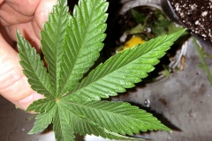 cannabis-leaf-defoliated