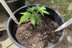 cannabis-plant-transplanting