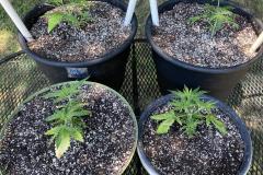 cannabis-plants-transplanted