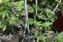 cannabis-sativa-plants-up-high-outdoors