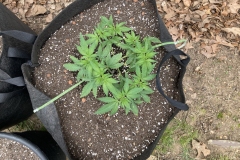 Nirvana Raspberry Cough after transplant 2
