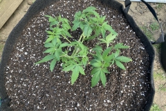 Nirvana Raspberry Cough after transplant