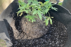 Nirvana Rraspberry Cough Being Transplanted