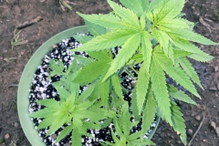 acapulco-gold-barneys-farm-outdoor-cannabis-plant