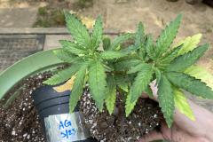 acapulco-gold-cannabis-plant-before-transplanting