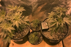 blueberry-cookies-and-girl-scout-cookies-and-clones