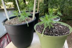 cannabis-plants-up-high
