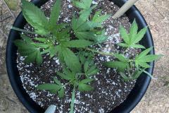 maui-waui-cannabis-plant-2