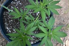 maui-waui-cannabis-plant-3