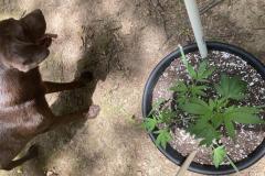 maui-waui-cannabis-plant-and-dog