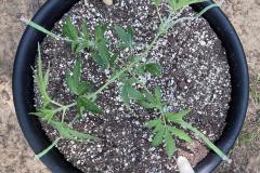 maui-waui-cannabis-plant-top