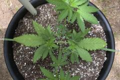 maui-waui-cannabis-plant