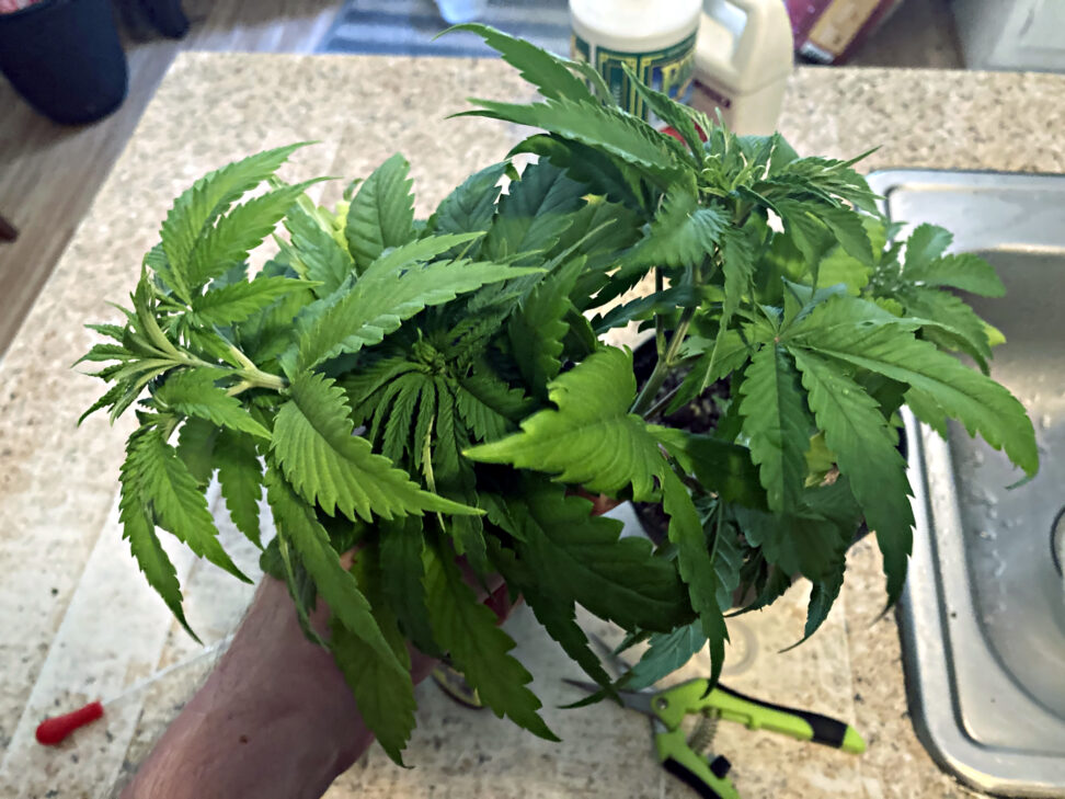cannabis leaves clippings from topping the plants