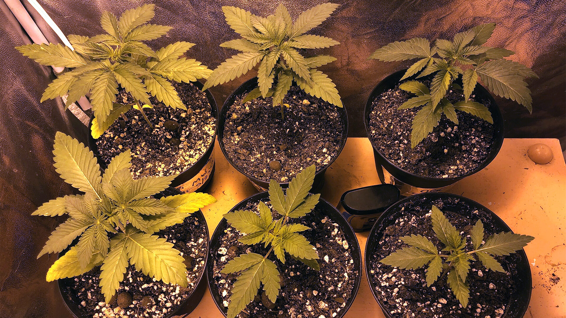 Photo of two week old sativa and indica mixed strains