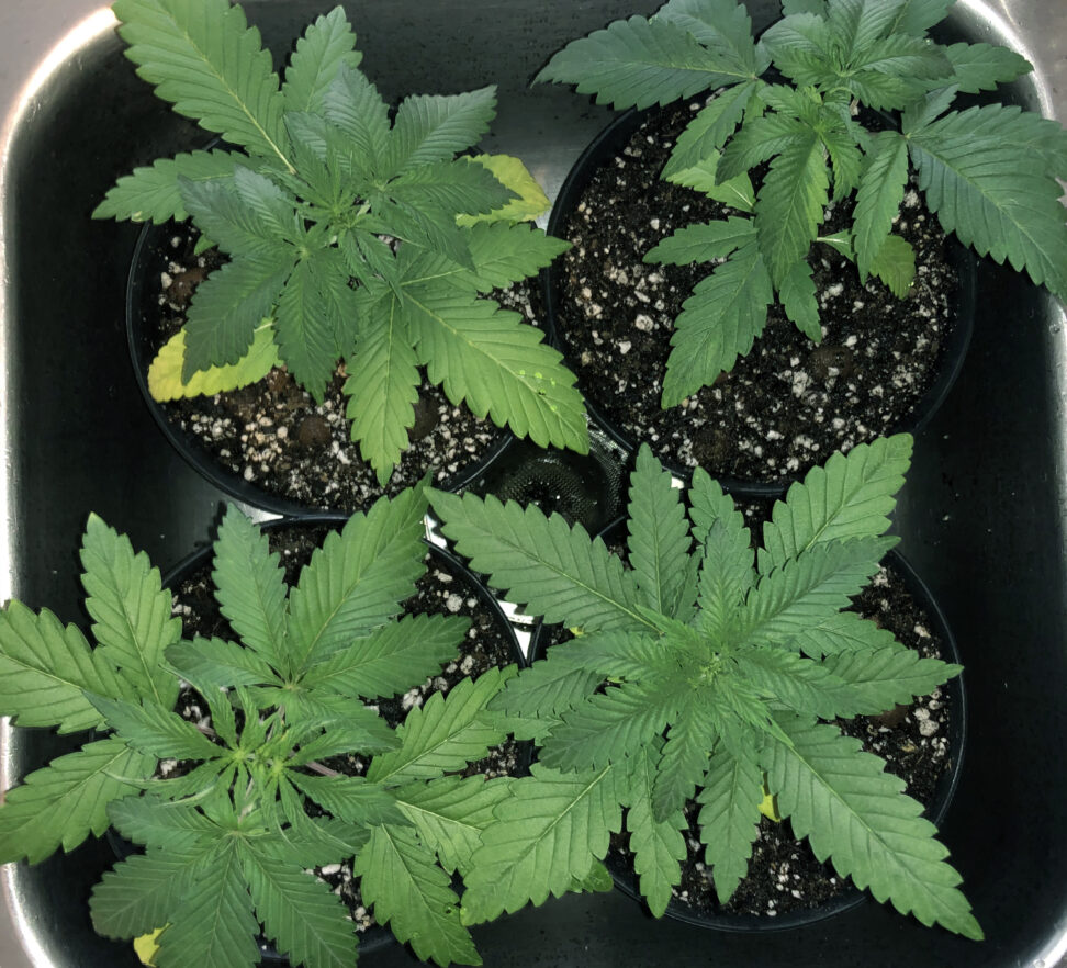 sativa plants after watering
