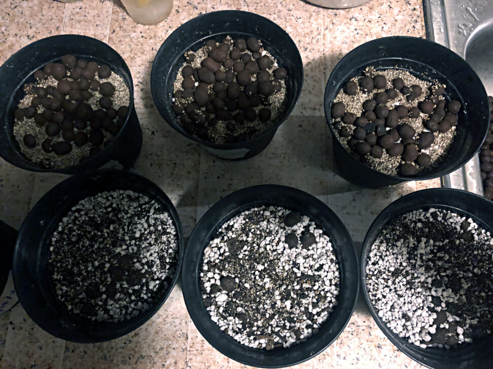 Seedling soil mix for cannabis plants