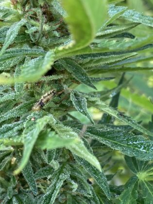 caterpillar-eating-my-cannabis-plant
