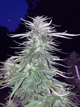 nirvana maui waui outdoor-cannabis-plant and crescent moon