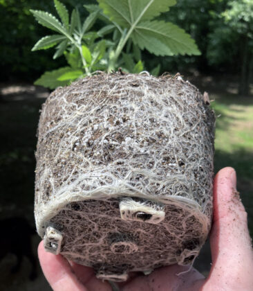 cannabis roots after using Great White Premium Mycorrhizae