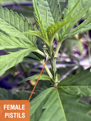 female cannabis plant with pistils growing out