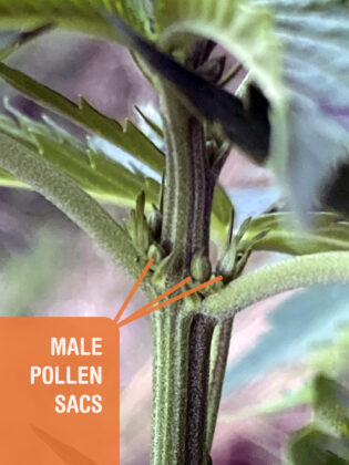 how-to-identify-male-cannabis-plant