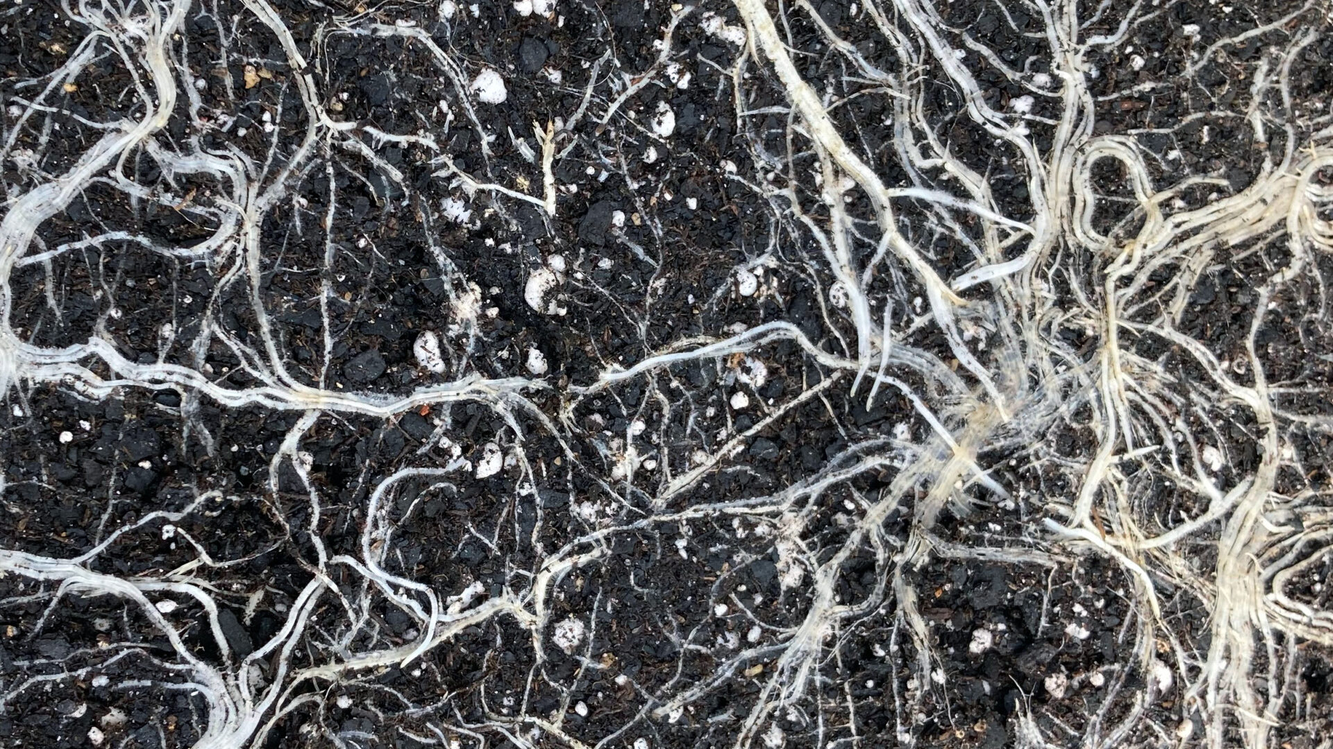 acapulco gold white roots mycorrhizae